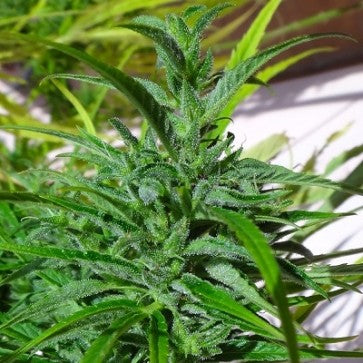 Ace Seeds - Thai